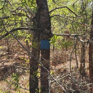 Photo #18 of 1045 Mcqueen, Patrick, SC