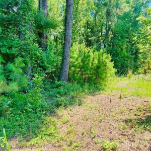 Photo #28 of 5326 Judson, Clio, SC