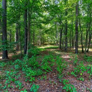 Photo #14 of Blanton, Sharon, SC