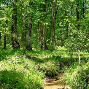 Photo #39 of Cool Branch, Carlisle, SC