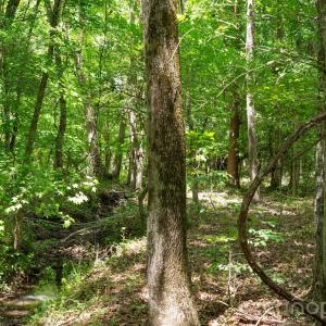 Photo #46 of Cool Branch, Carlisle, SC