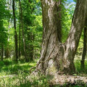 Photo #41 of Cool Branch, Carlisle, SC