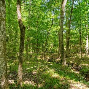 Photo #23 of Cool Branch, Carlisle, SC