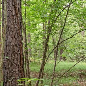Photo #17 of Hwy 72, Carlisle, SC