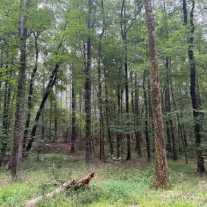 Photo #28 of Chappell, McConnells, SC