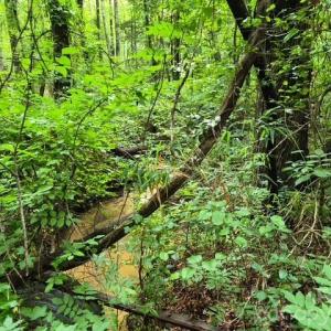Photo #4 of 3231 Shadybark, Catawba, SC
