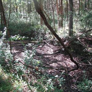 Photo #5 of 25 Ac Brandon, Clover, SC