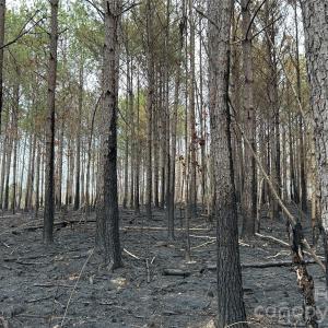 Photo #13 of 1440 Carl Taylor, Peachland, NC