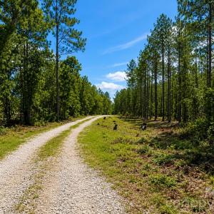 Photo #8 of 3203 Landfill, Mount Croghan, SC