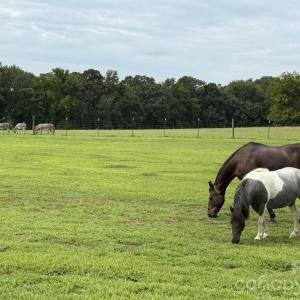 Photo #8 of 8720 Potter, Waxhaw, NC