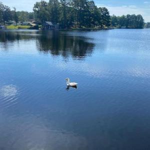 Photo #2 of 217 Sandy Point, Hartsville, SC