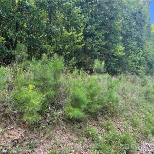 Photo #3 of 7.5 Acres Old Camden Monroe, Lancaster, SC