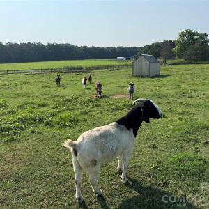 Photo #7 of 12917 Austin, Locust, NC