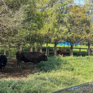 Photo #20 of 12917 Austin, Locust, NC