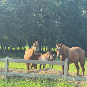 Photo #3 of 12917 Austin, Locust, NC