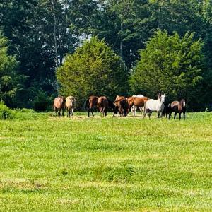 Photo #15 of 12917 Austin, Locust, NC