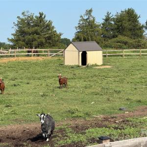 Photo #17 of 12917 Austin, Locust, NC