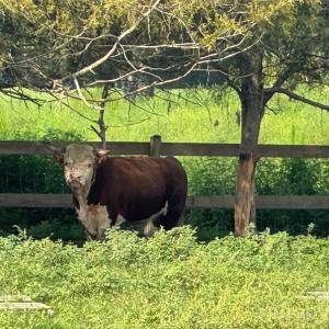 Photo #21 of 12917 Austin, Locust, NC