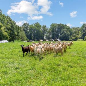 Photo #4 of Pasture, Mt Ulla, NC