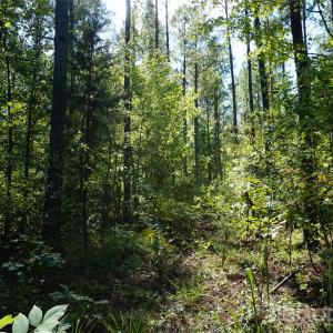 Photo #3 of 6+/- AC Lot 1 Parson, McConnells, SC