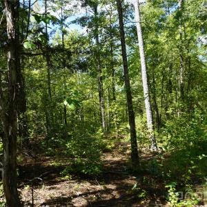 Photo #6 of 6+/- AC Lot 1 Parson, McConnells, SC