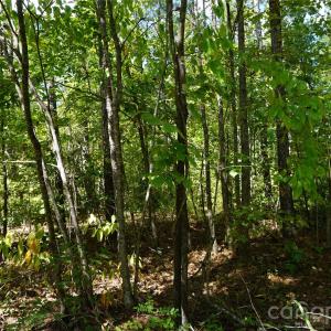 Photo #2 of 6+/- AC Lot 1 Parson, McConnells, SC