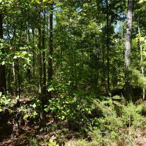 Photo #15 of 6+/- AC Lot 1 Parson, McConnells, SC