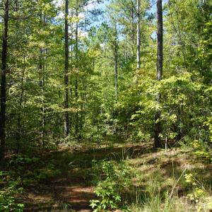 Photo #10 of 15+/- AC Lot 2 Parson, McConnells, SC