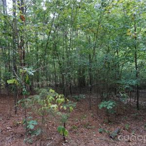 Photo #18 of 15+/- AC Lot 2 Parson, McConnells, SC