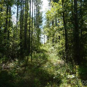 Photo #1 of 15+/- AC Lot 2 Parson, McConnells, SC