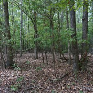 Photo #14 of 15+/- AC Lot 2 Parson, McConnells, SC