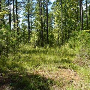 Photo #7 of 15+/- AC Lot 2 Parson, McConnells, SC