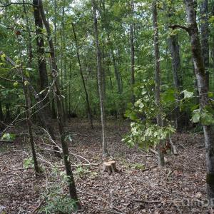 Photo #16 of 15+/- AC Lot 2 Parson, McConnells, SC