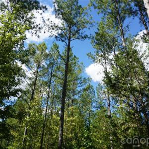 Photo #4 of 12+/- AC Parson, McConnells, SC