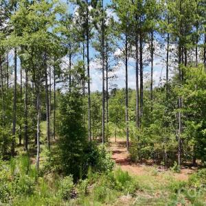 Photo #5 of 18+/- AC Lot 4 Parson, McConnells, SC