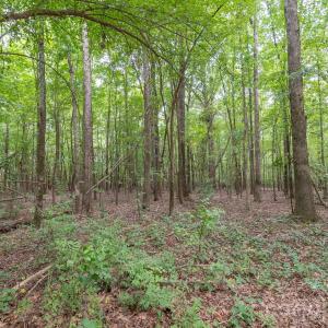 Photo #18 of Bigham, Waxhaw, NC