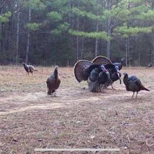 Photo #2 of Hwy 215, Blair, SC