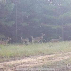 Photo #15 of Hwy 215, Blair, SC