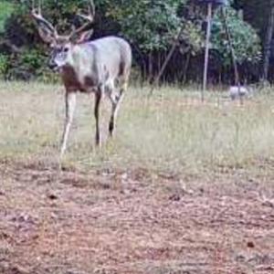 Photo #11 of Hwy 215, Blair, SC