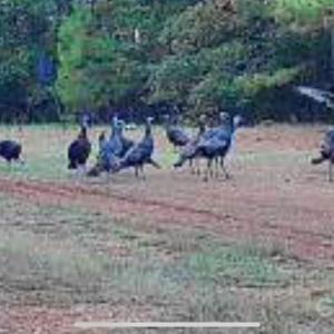 Photo #12 of Hwy 215, Blair, SC