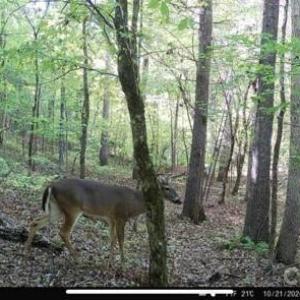 Photo #16 of Hwy 215, Blair, SC