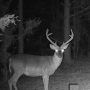 Photo #1 of Hwy 215, Blair, SC