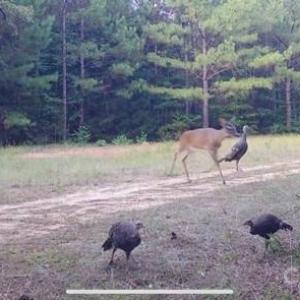Photo #13 of Hwy 215, Blair, SC