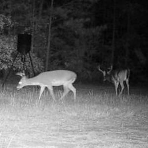 Photo #8 of Hwy 215, Blair, SC