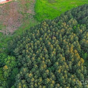 Photo #17 of Lucy Short Cut, Marshville, NC