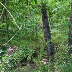 Photo #11 of 450 Rambo, Rock Hill, SC