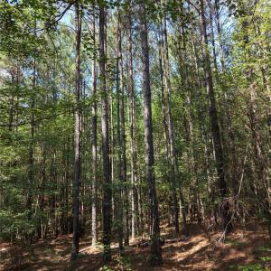 Photo #21 of TBD NC HWY 109, Wadesboro, NC