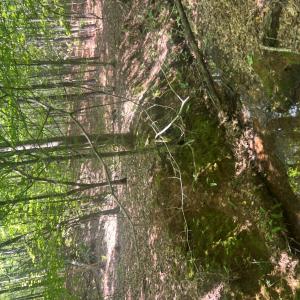Photo #24 of TBD NC HWY 109, Wadesboro, NC