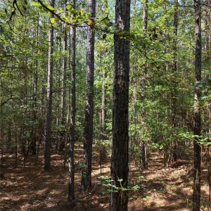 Photo #19 of TBD NC HWY 109, Wadesboro, NC