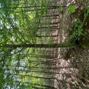 Photo #31 of TBD NC HWY 109, Wadesboro, NC